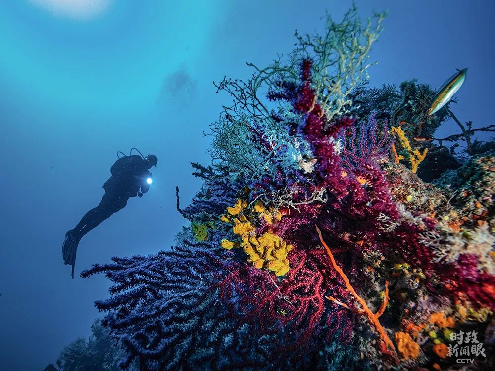 　　5月22日是“国际生物多样性日”，位于土耳其艾瓦勒克群岛的海底珊瑚种类繁多，色彩斑斓。