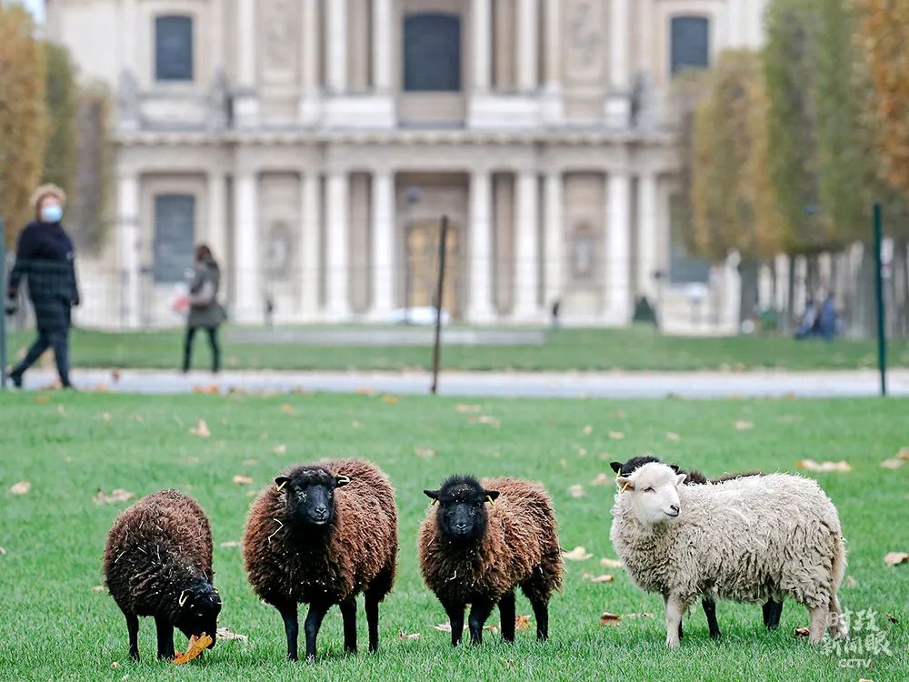 巴黎市政厅利用绵羊吃草来代替草坪收割机，这成为一种有趣的环保方式。
